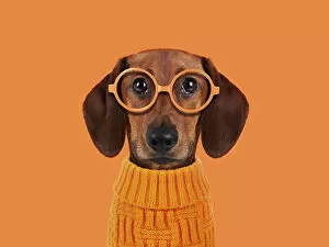 Funny Animals Collection: Funny dog with orange glasses