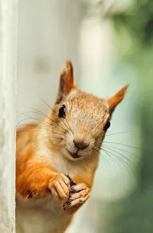 Images Dated 10th September 2017: Funny face of Squirrel in a open window