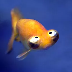 Funny Animals Gallery: Funny fish