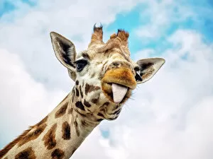 Images Dated 25th May 2015: Funny Giraffe