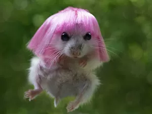 Funny hamster