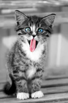 Images Dated 11th April 2010: Funny kitten with tongue hanging out