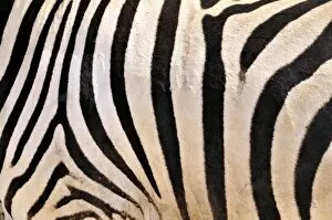 Stripe Collection: Fur coat of a Plains Zebras (Equus quagga), Etosha National Park, Namibia, Africa