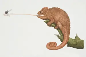 Catching Prints: Furcifer oustaleti, Oustalets Chameleon perched on a tree branch catching a fly by extending out its tongue