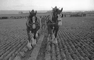 Plough Prints: The Last Furrow