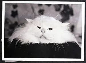 Pillow Prints: Furry White Cat