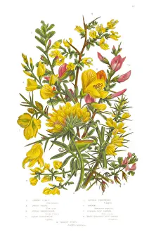 Candid Prints: Furze, Green Weed, Harrow and Vetch Victorian Botanical Illustration