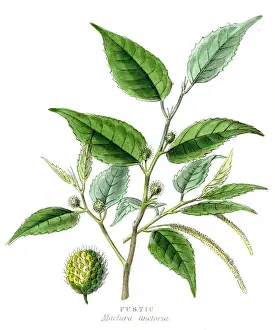 Fustic botanical engraving 1857