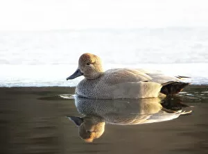 Images Dated 11th February 2017: Gadwall Drake (Anas strepera) Against Ice at Brightwaters