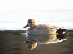Images Dated 2017 February: 11 Feb 2017 Collection