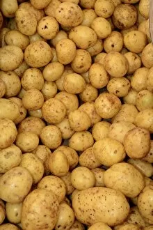 Images Dated 4th October 2014: Gala Potatoes -Solanum tuberosum-