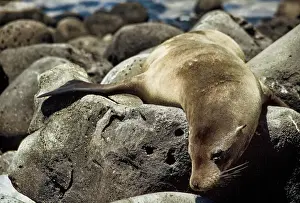 Floreana Prints: GalAapagos Female Sea Lion sunbathing