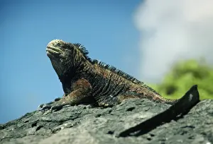 Iguana Prints: GalAapagos Marine Iguana