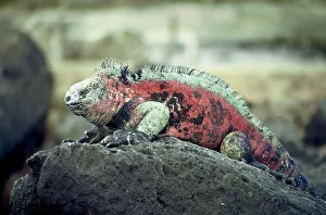 Marine Iguana Gallery: GalAapagos Marine Iguana