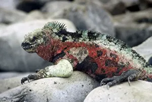Iguana Prints: GalAapagos Marine Iguana