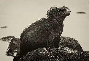 GalAapagos Marine Iguana