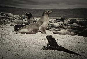 Marine Iguana Gallery: GalAapagos Marine Iguana and Sea Lions