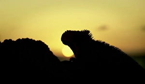 Marine Iguana Gallery: GalAapagos Marine Iguana at Sunset