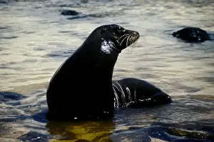 1990 1999 Prints: GalAapagos Sea Lion