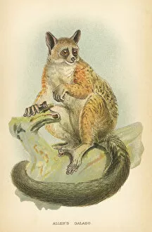 Monkey Collection: Galago primate 1894