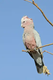 Gala Prints: Galah (Eolophus roseicapillus), Australia