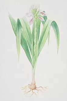 Images Dated 17th July 2006: Galangal, Thai Ginger plant with pink flower