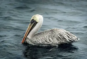 1990 1999 Prints: Galapagos Brown Pelican