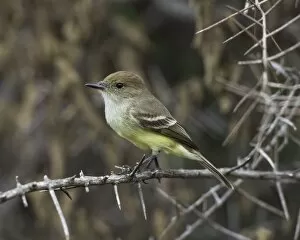 Images Dated 25th December 2012: Galapagos Flycatcher or Large-billed Flycatcher -Myiarchus magnirostris-, Isla Isabella