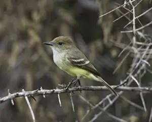Galapagos Prints: Galapagos Flycatcher or Large-billed Flycatcher -Myiarchus magnirostris
