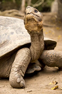 Galapagos Islands Gallery: Galapagos Giant Tortoise