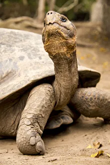 Galapagos Giant Tortoise