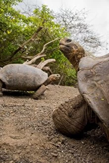 Images Dated 19th November 2015: Galapagos Giant Tortoise