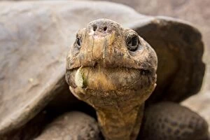 Images Dated 19th November 2015: Galapagos Giant Tortoise