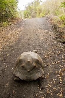 Images Dated 20th November 2015: Galapagos Giant Tortoise