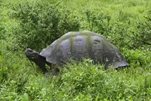 Images Dated 28th December 2012: Galapagos Giant Tortoise -Chelonoidis nigra-, Santa Cruz Island, Galapagos Islands, Ecuador