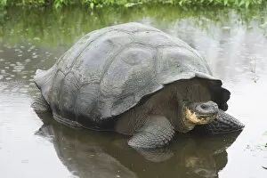 Images Dated 28th December 2012: Galapagos Giant Tortoise -Chelonoidis nigra- in a pond, Santa Cruz Island, Galapagos Islands