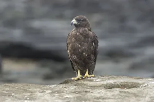 Images Dated 23rd December 2012: Galapagos Hawk -Buteo galapagoensis-, Isla San Salvador, Isla Santiago, Galapagos Islands