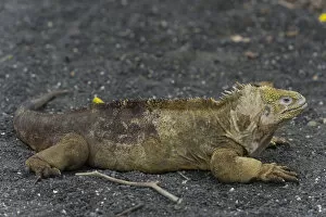 Images Dated 25th December 2012: Galapagos Land Iguana -Conolophus subcristatus-, Isabela Island, Galapagos Islands, Ecuador