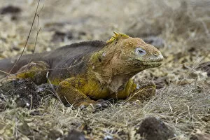 Images Dated 21st December 2012: Galapagos Land Iguana -Conolophus subcristatus-, Seymour Norte, Galapagos Islands, Ecuador