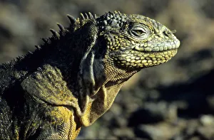 Galapagos Islands Gallery: Galapagos Land Iguana (Conolophus subcristatus), Galapagos