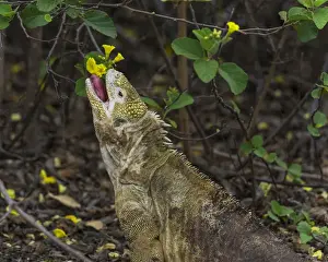 Galapagos Prints: Galapagos Land Iguana -Conolophus subcristatus- feeding on a flower