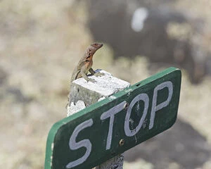 Images Dated 29th December 2012: Galapagos Lava Lizard -Microlophus albemarlensis- on a stop sign, Espanola Island