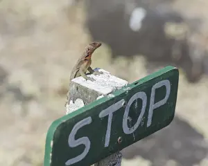 Scaled Reptile Prints: Galapagos Lava Lizard -Microlophus albemarlensis- on a stop sign