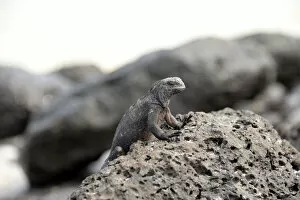 Images Dated 23rd November 2015: Galapagos marinhe Iguana