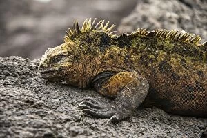 Images Dated 22nd November 2015: Galapagos marinhe Iguana