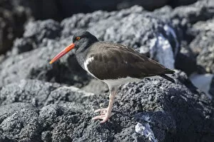 Images Dated 30th December 2012: Galapagos Oystercatcher or Pied Oystercatcher -Haematopus palliatus galapagensis