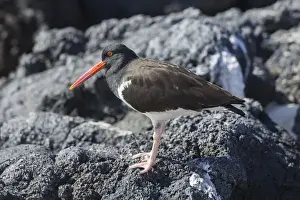 Seabird Prints: Galapagos Oystercatcher or Pied Oystercatcher -Haematopus palliatus galapagensis