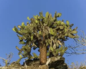 Galapagos Prickly Pear -Opuntia echios-, Genovesa Island, Galapagos Islands, Ecuador
