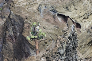 Images Dated 23rd December 2012: Galapagos Prickly Pear -Opuntia echios- growing on a multi-coloured lava cliff