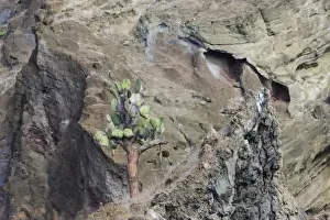 Galapagos Prints: Galapagos Prickly Pear -Opuntia echios- growing on a multi-coloured lava cliff